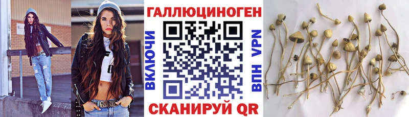 Купить  Заволжье  Псилоцибиновые грибы Psilocybine cubensis 